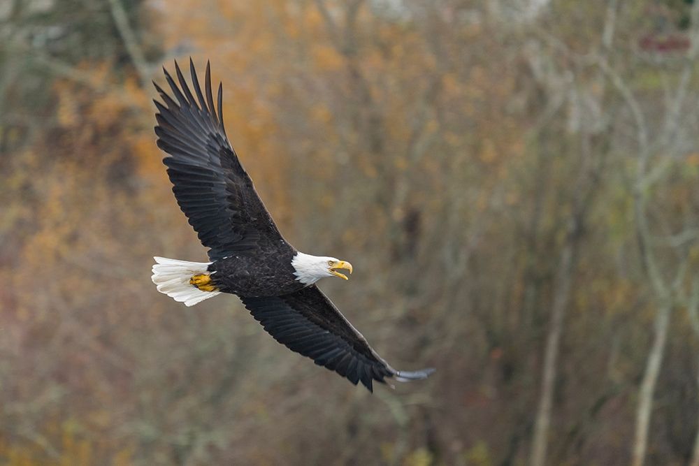 Washington State Bald Eagle in flight over Lake Washington-Kenmore